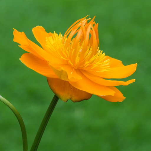 Trollius Chinensis