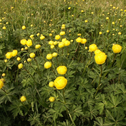 Trollius Europaeus