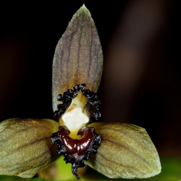 Tropidia Viridifusca