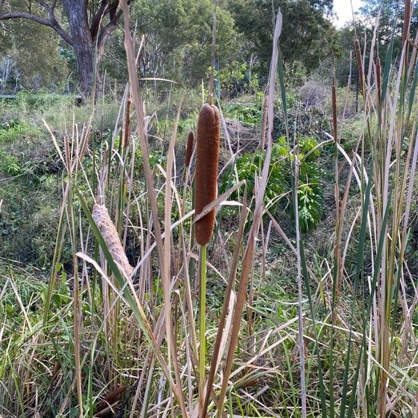 Typha Orientalis