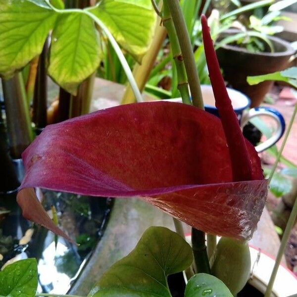 Typhonium Trilobatum