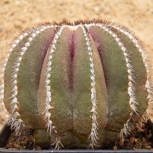 Uebelmannia Pectinifera