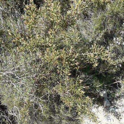 Ulex Parviflorus