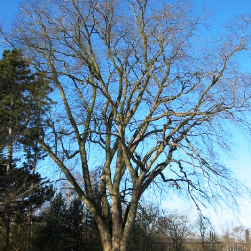 Ulmus Glabra