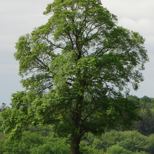 Ulmus Minor