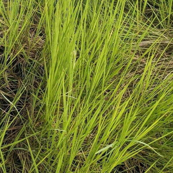 Urochloa Dictyoneura