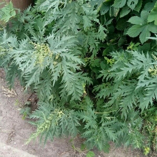 Urtica Cannabina