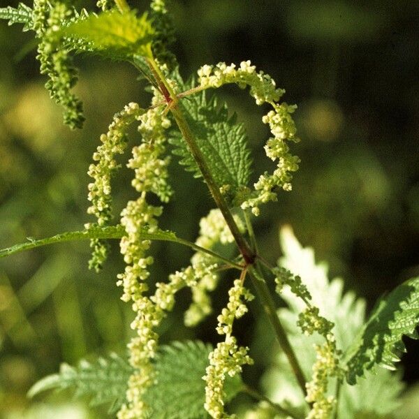 Urtica Gracilenta