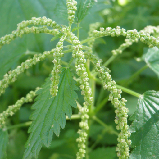 Urtica Membranacea
