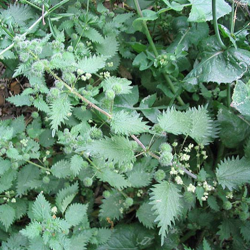 Urtica Pilulifera