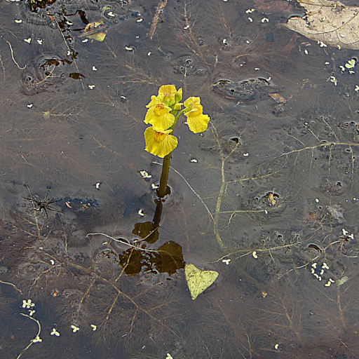 Utricularia Foliosa