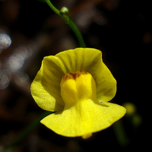 Utricularia Gibba
