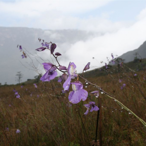 Utricularia Humboldtii