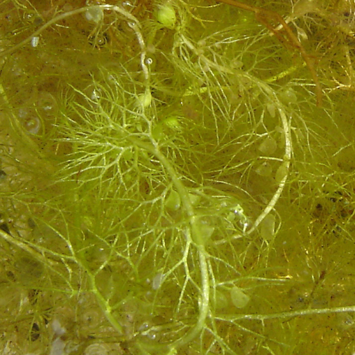Utricularia Vulgaris