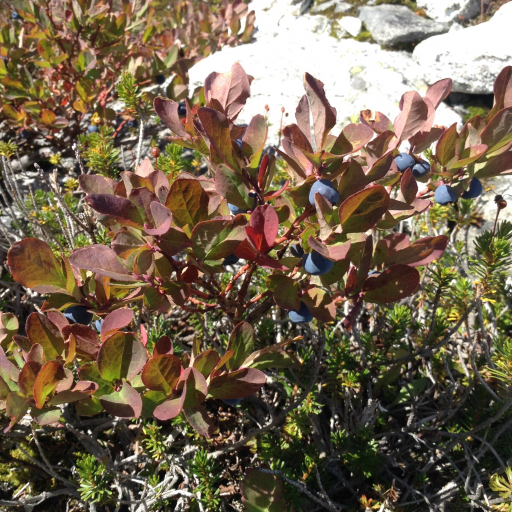 Vaccinium Deliciosum