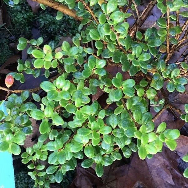 Vaccinium Dendrocharis