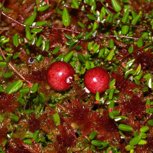 Vaccinium Oxycoccos