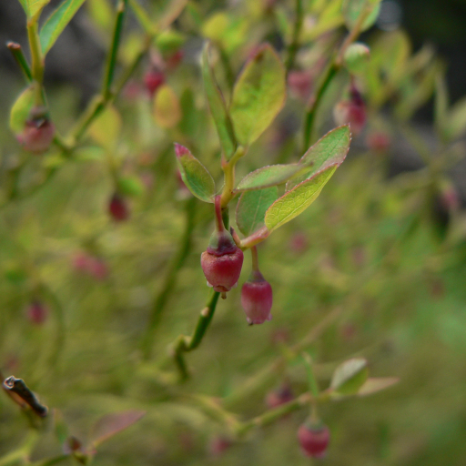 Vaccinium Scoparium