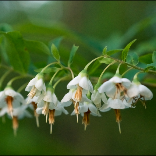 Vaccinium Stamineum