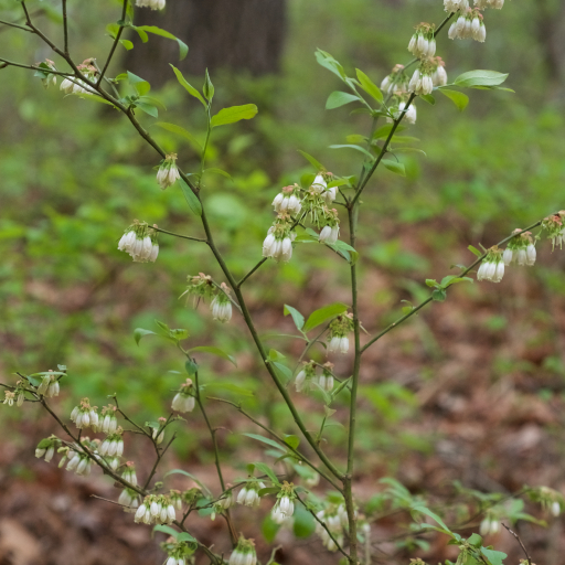 Vaccinium Virgatum