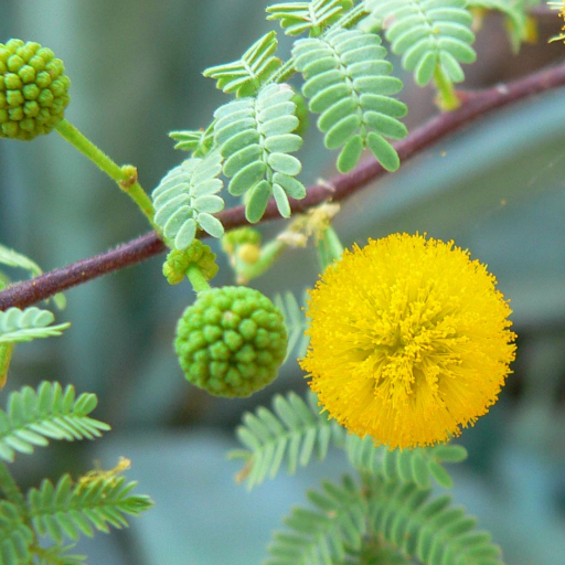 Vachellia Constricta