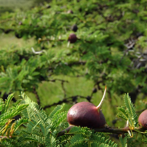 Vachellia Drepanolobium