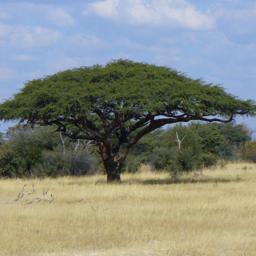 Vachellia Erioloba