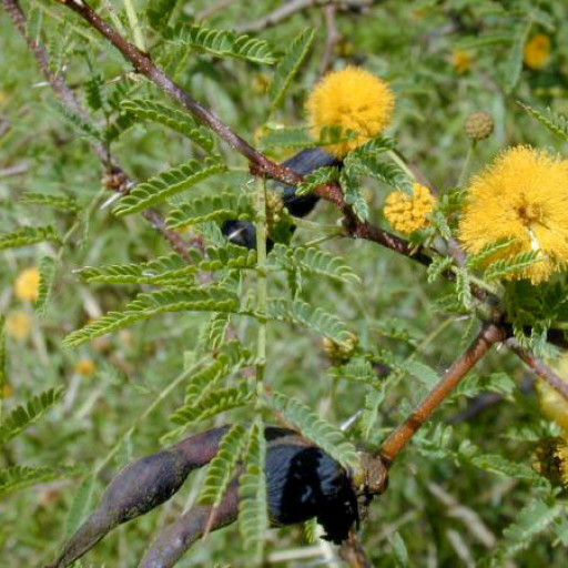 Vachellia Farnesiana