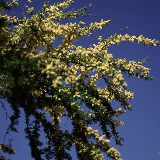 Vachellia Rigidula