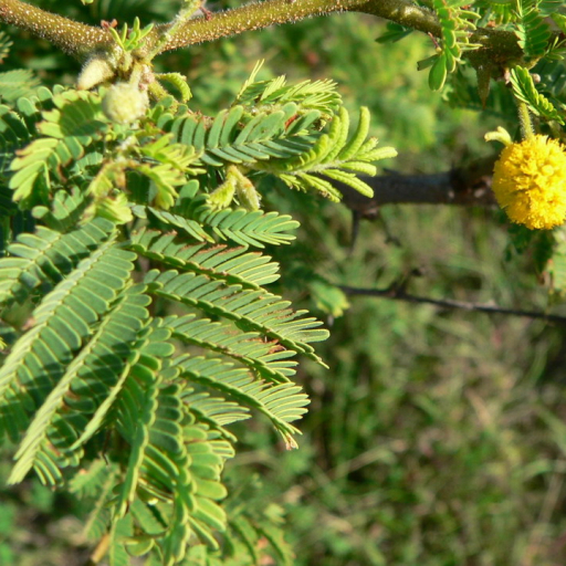Vachellia Tortuosa