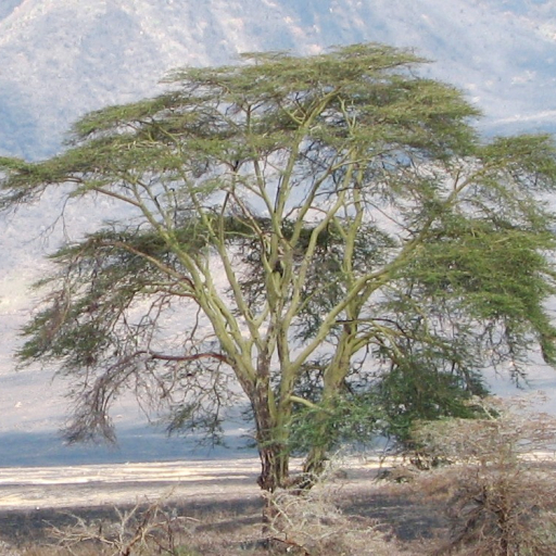 Vachellia Xanthophloea