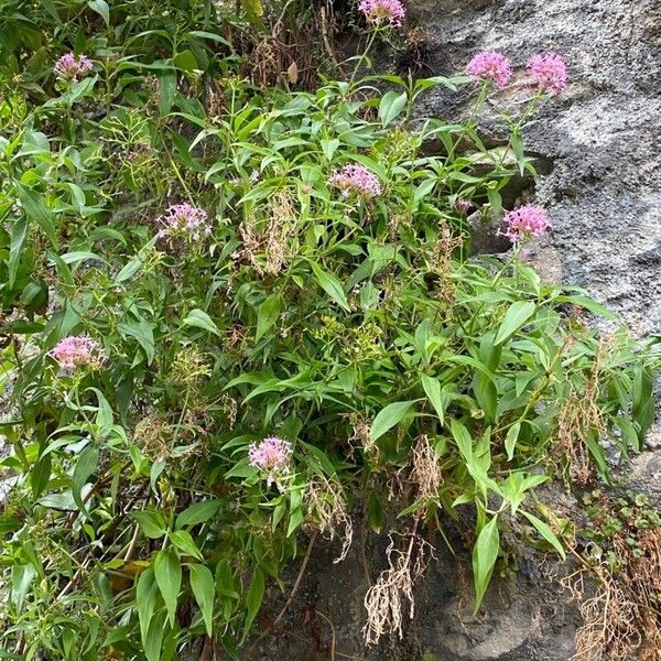 Valeriana Angustifolia