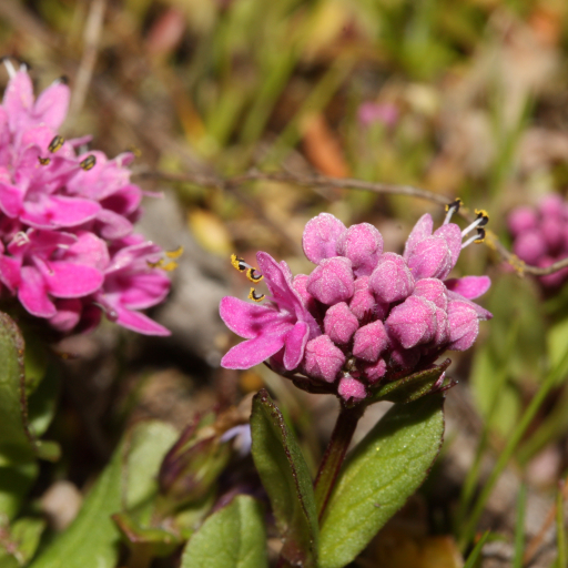 Valeriana Congesta