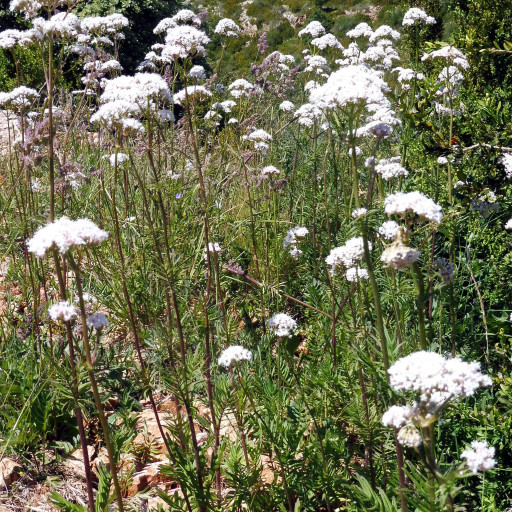 Valeriana Officinalis