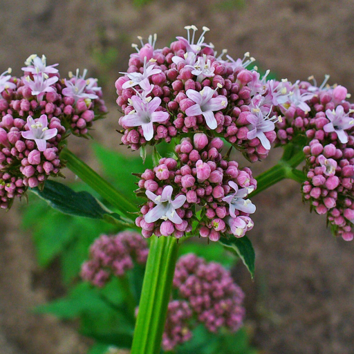 Rock Valerian (Valeriana Saxatilis) Care Guide: Water, Soil ...