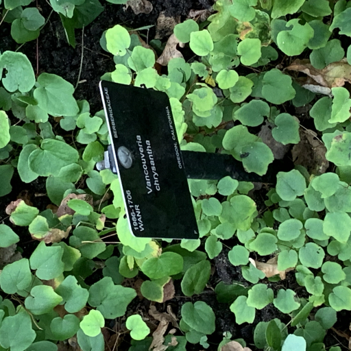 Vancouveria Chrysantha