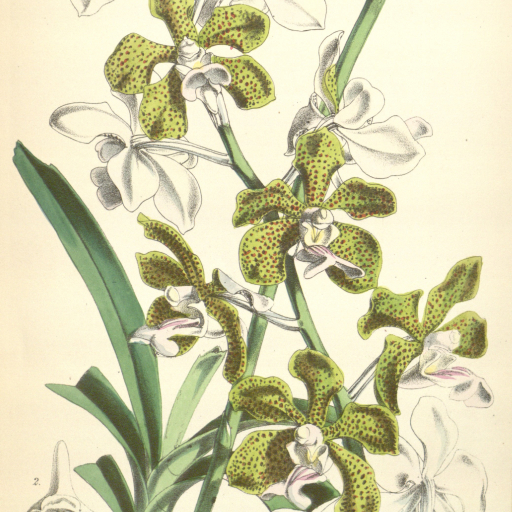 Vanda Bensonii