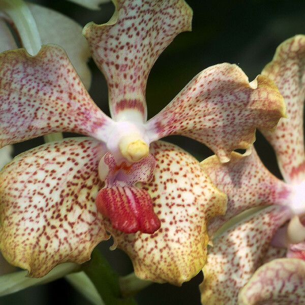 Vanda Sanderiana
