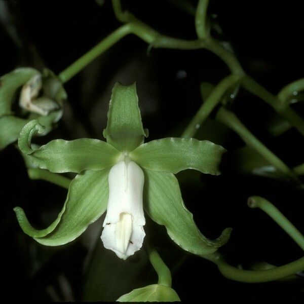 Vanilla Mexicana