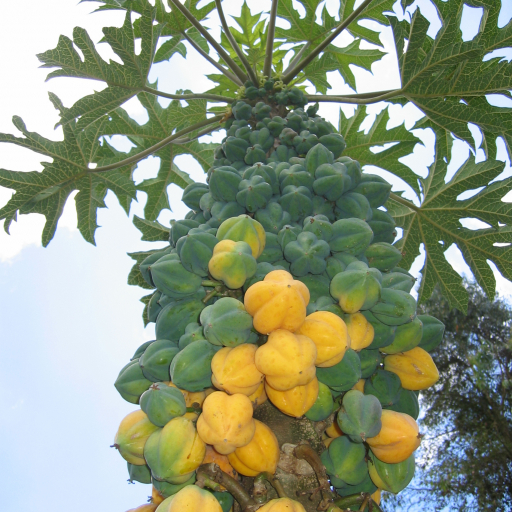 Vasconcellea Pubescens