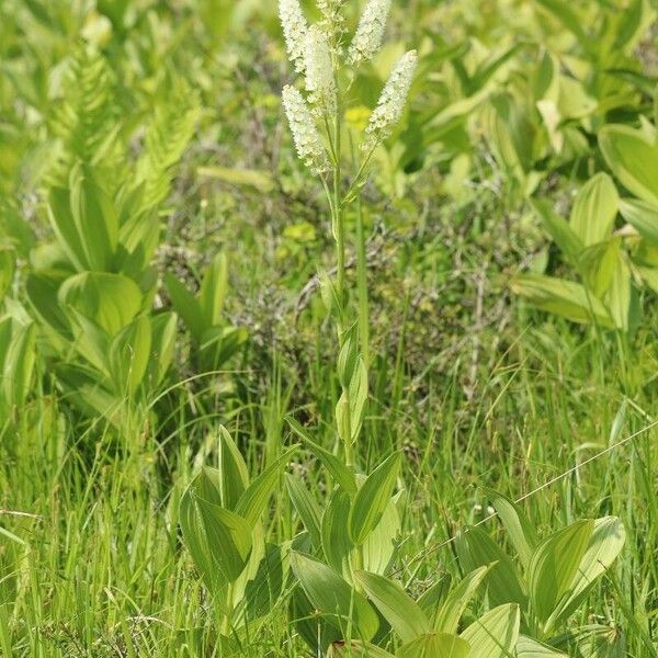 Veratrum Stamineum