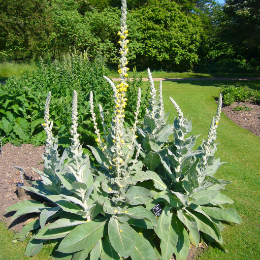 Verbascum Densiflorum