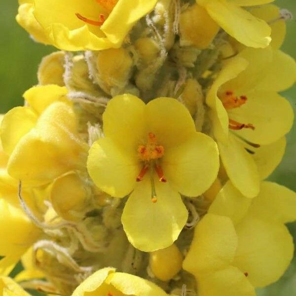 Verbascum Longifolium