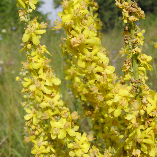 Verbascum Lychnitis