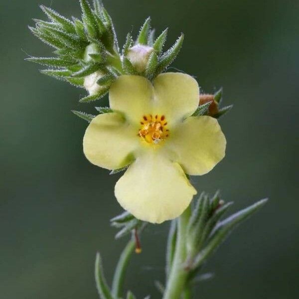 Verbascum Orientale