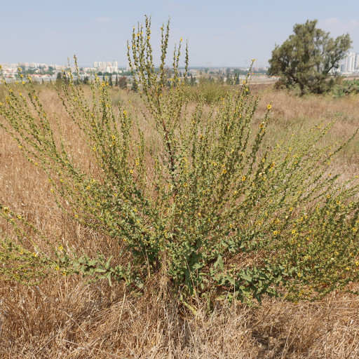 Verbascum Sinuatum