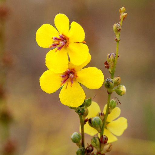 Verbascum