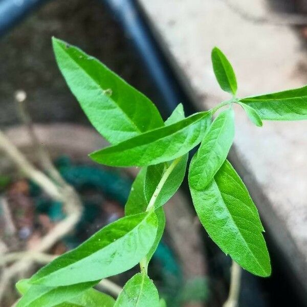 Verbena × Argentina
