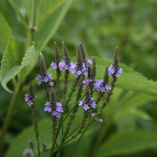 Verbena Hastata