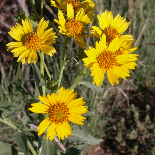 Verbesina Encelioides